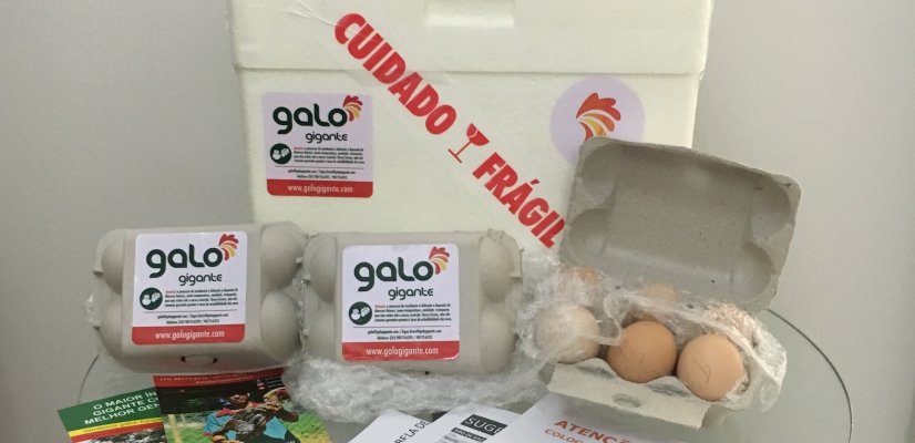 como-melhorar-taxa-eclosao-ovos-recebidos-blog-galo-gigante