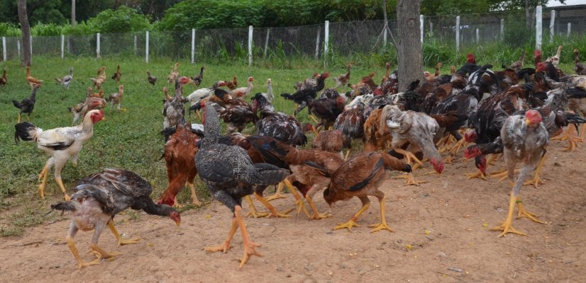 como-prevenir-evitar-galos-fiquem-agachados-blog-galo-gigante