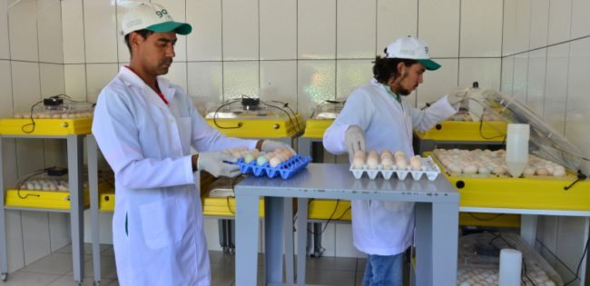 temperatura e umidade ideal para chocadeira