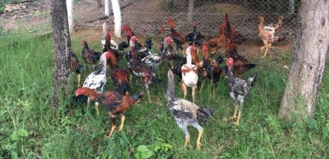 alimentação das aves