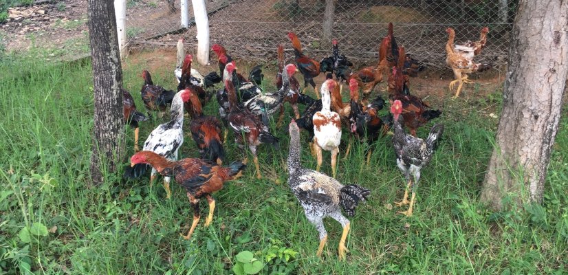 importancia-alimentacao-para-crescimento-aves-blog-galo-gigante alimentação das aves