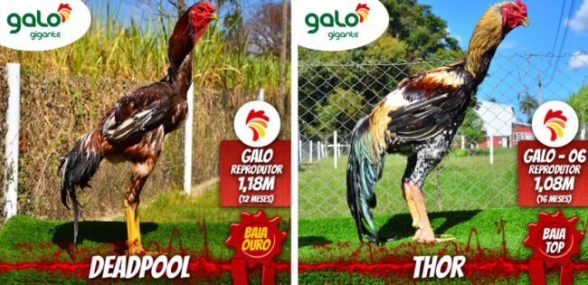 reprodutores baia top e baia ouro galo gigante