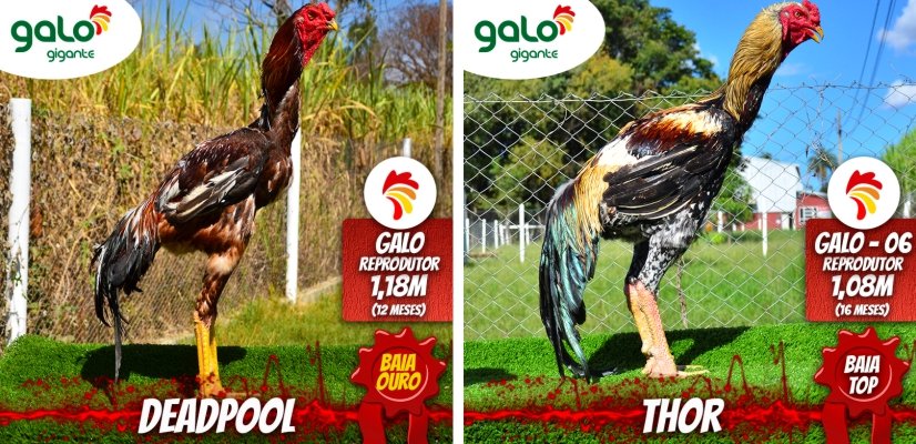 novos-reprodutores-matrizes-baia-top-ouro-blog-galo-gigante reprodutores baia top e baia ouro galo gigante