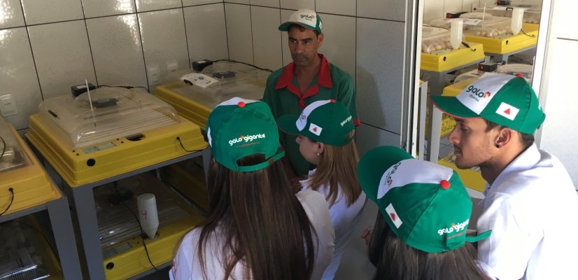 porque-galo-gigante-amigo-criadores-iniciantes-blog-galo-gigante criadores iniciantes galo gigante