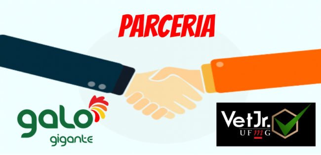 galo gigante e ufmg