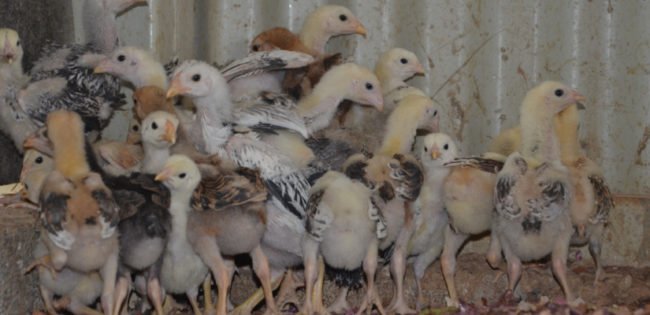 cuidado no recebimento do lote de pintinhos