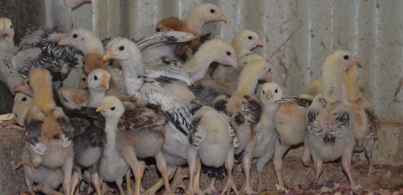 Pintinhos cuidado no recebimento do lote de pintinhos