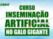 curso inseminação artificial galo gigante 2018