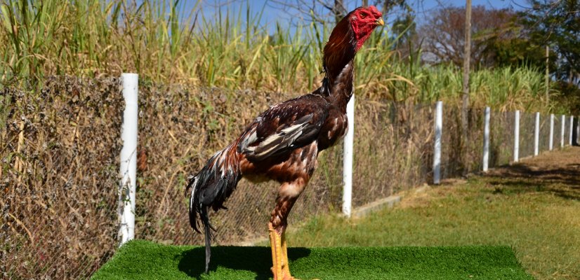 Layout_Blog_novos reprodutores