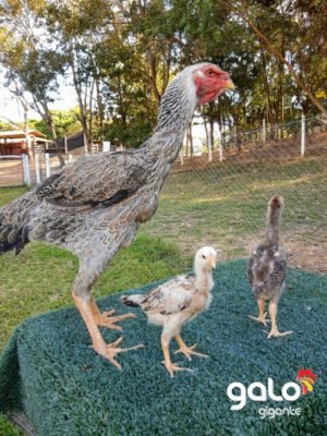 Galinha Gigante