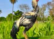 Galo Indio Gigante Reprodutor