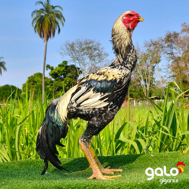 Reprodutores Baia Top 10 Galo Indio Gigante Reprodutor