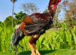 Cursos sobre o Galo Índio Gigante do Galo Gigante