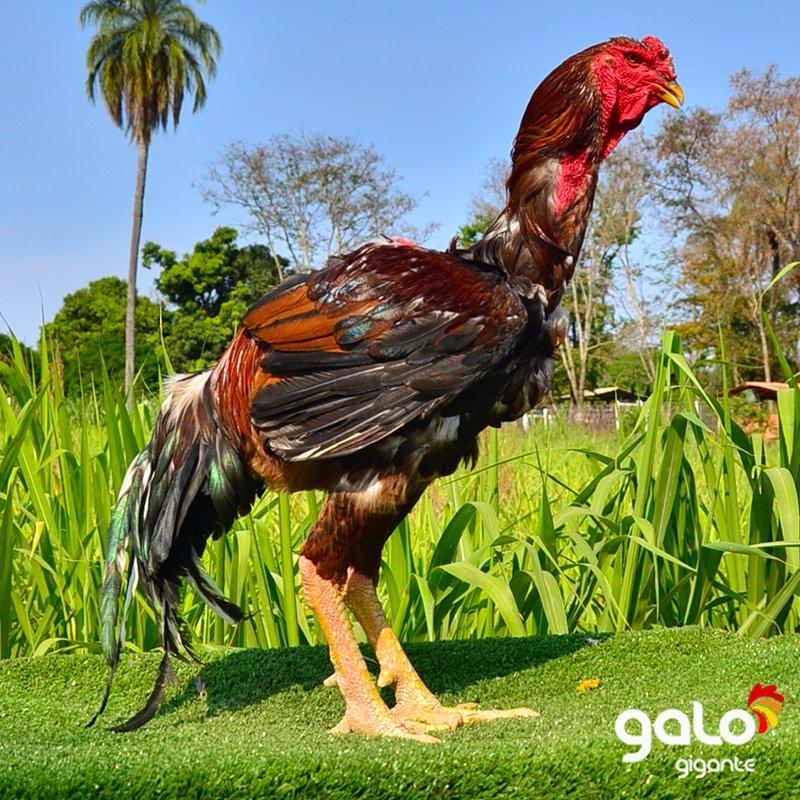 Reprodutores Baia Top 11 Cursos sobre o Galo Índio Gigante do Galo Gigante