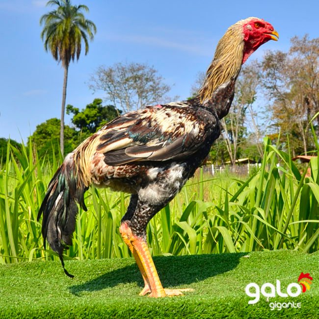Reprodutores Baia Top 3 Galo Indio Gigante Reprodutor