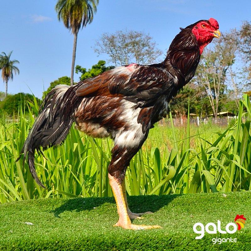 Reprodutores Baia Top 5