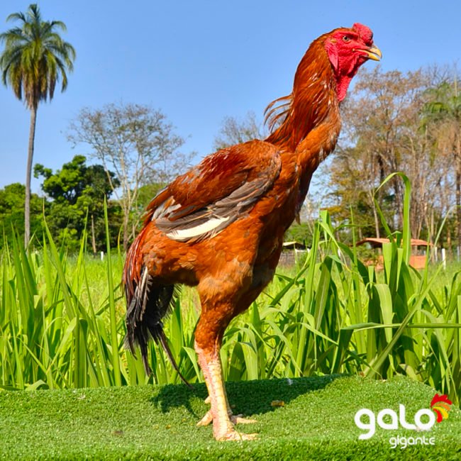 Reprodutores Baia Top 8 Padrão do Galo Indio Gigante